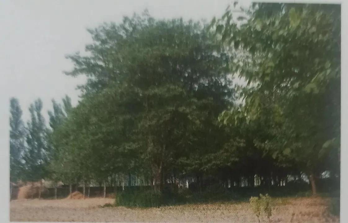 成武县古树,临武县古树