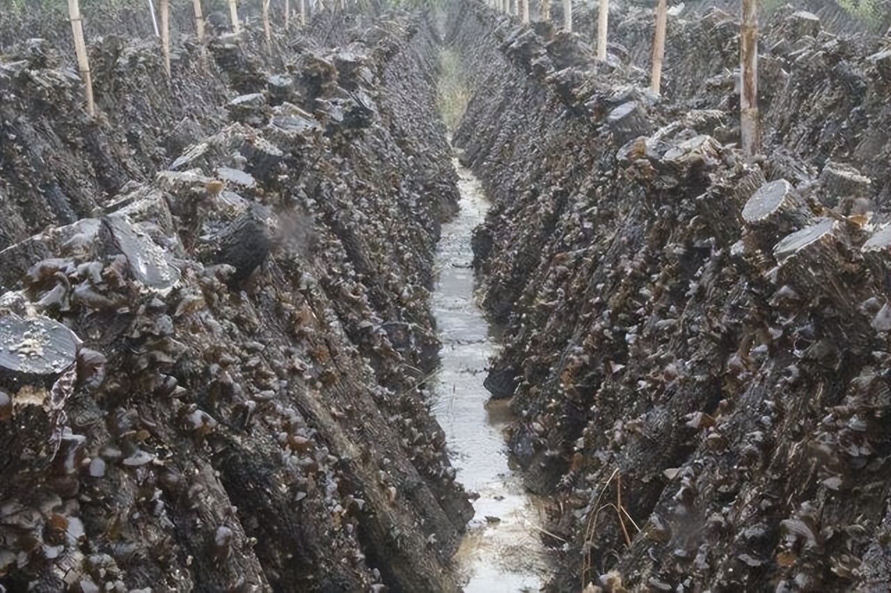 野生木耳与人工种植有什么区别,木耳是咋样种植在树上视频
