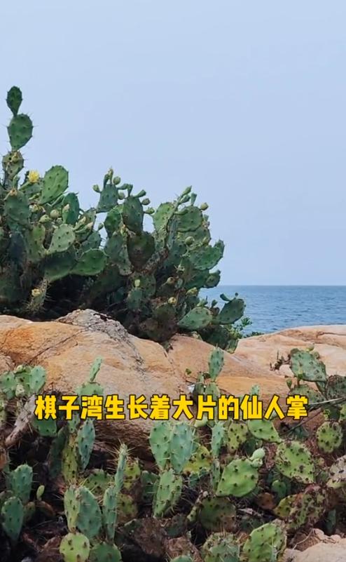 昌江棋子湾玉石滩捡石 (海南昌江棋子湾怪石图片)