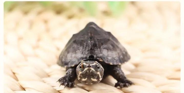 麝香类的龟哪个便宜,麝香龟哪个品种最便宜