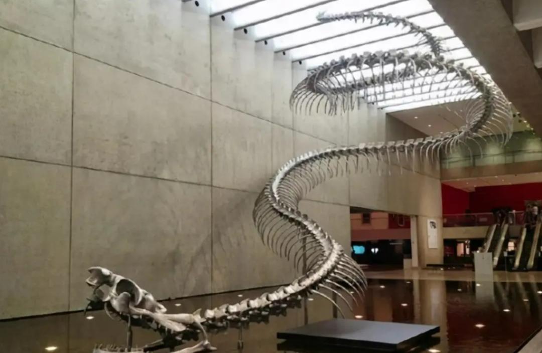 两条巨蟒潜入村庄疯狂捕食家禽,20斤大蟒蛇现身鸡笼吞鸡吓坏居民