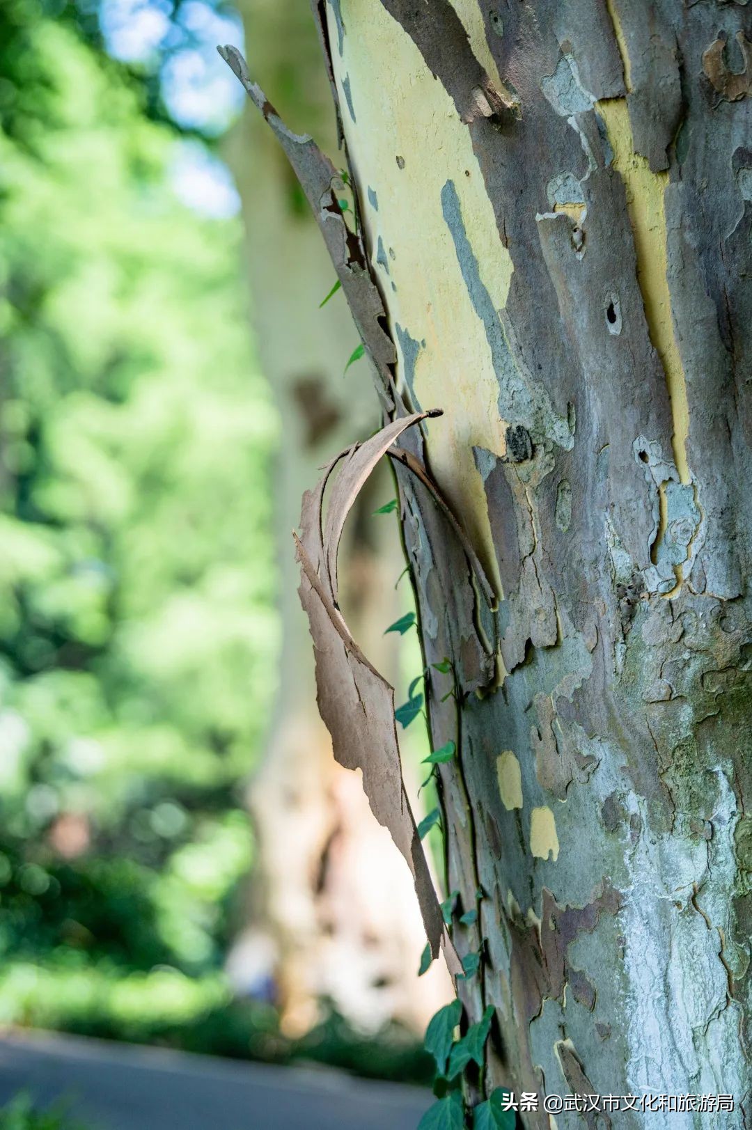 毛孩子变装,毛孩子穿上新衣服了