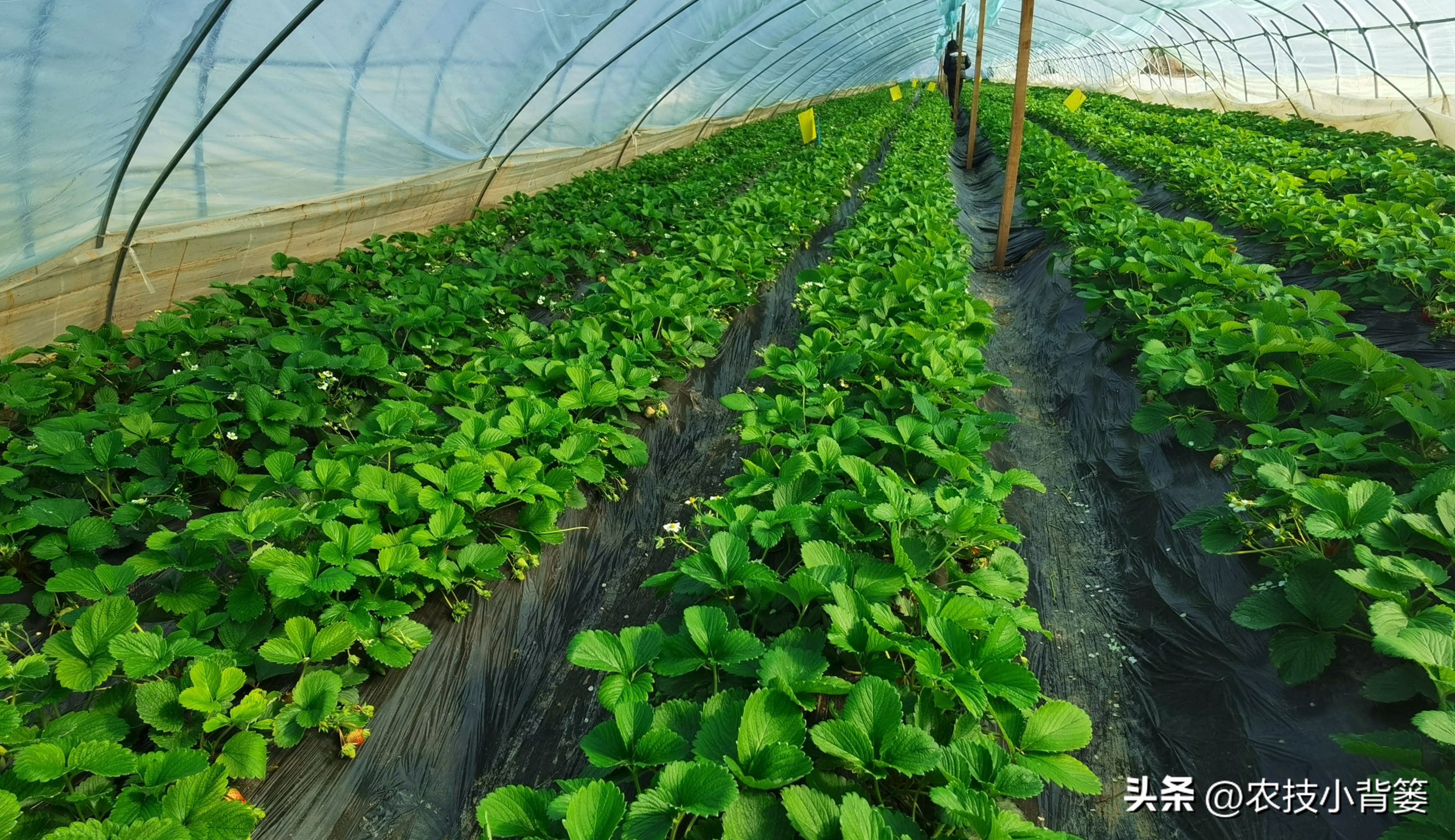 草莓促花芽分化的最快捷方法,草莓花芽分化有规律促花管理