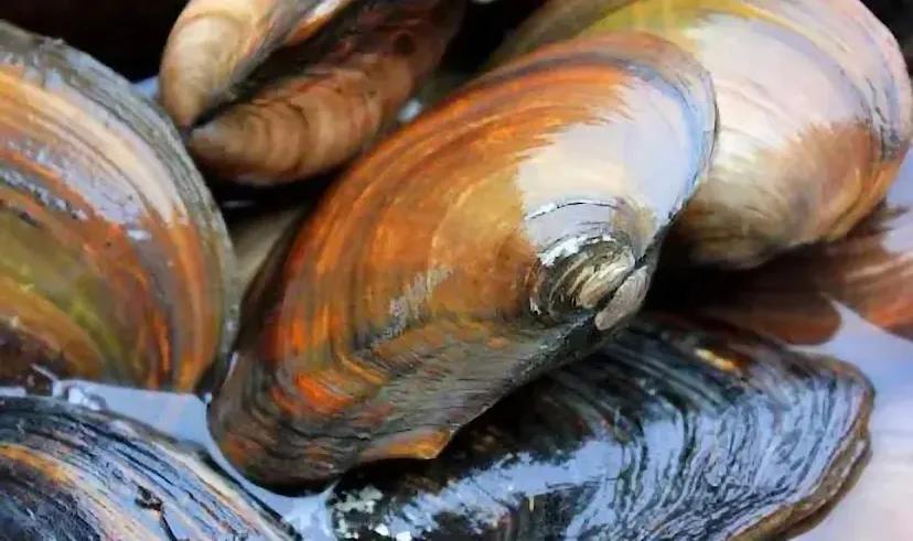 河鲜十大必吃美食,100种极品河鲜美食