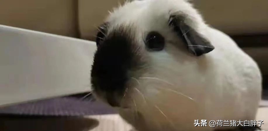 家里养的荷兰猪能放生吗,荷兰猪可以到野外放生吗