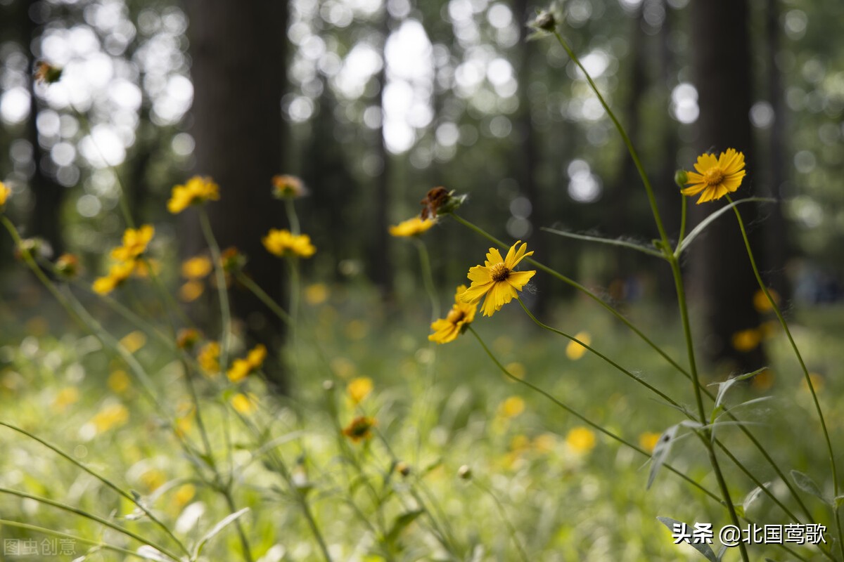 椋庨洦鍚庣殑褰╄櫣鐜颁唬璇楁瓕,椋庨洦鍚庣殑褰╄櫣璇楁瓕