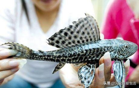 清道夫来源于哪个国家,清道夫鱼在印度是怎么栽跟头
