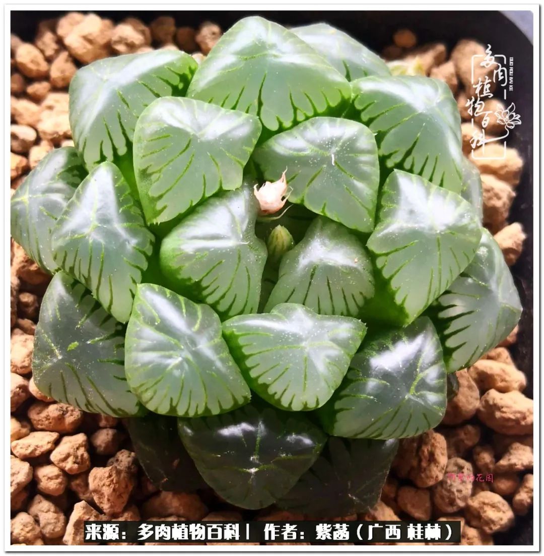 酷暑里的关爱，如十二卷般透亮绵长