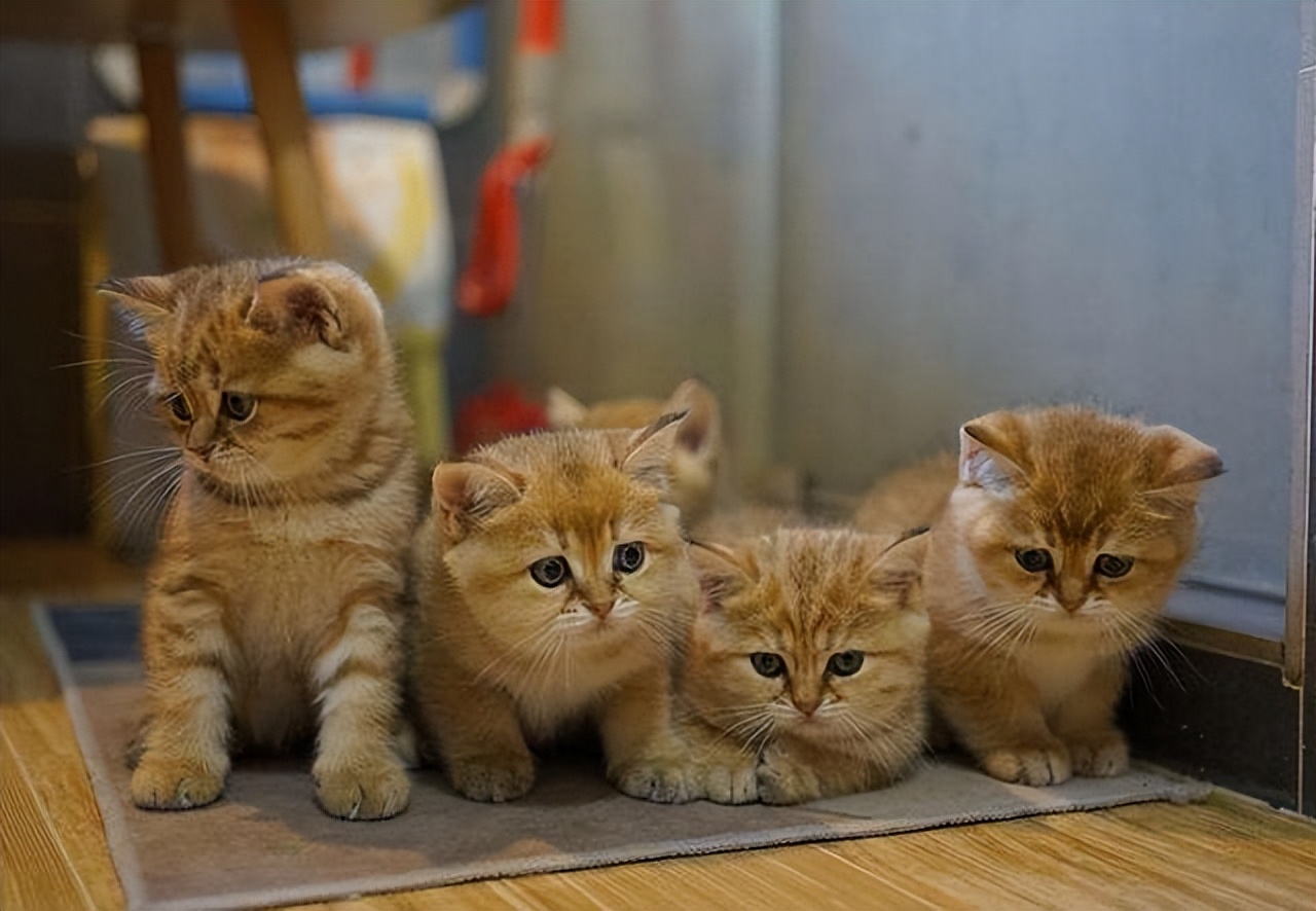 这三种猫不建议养,城市套路太多了实在防不胜防