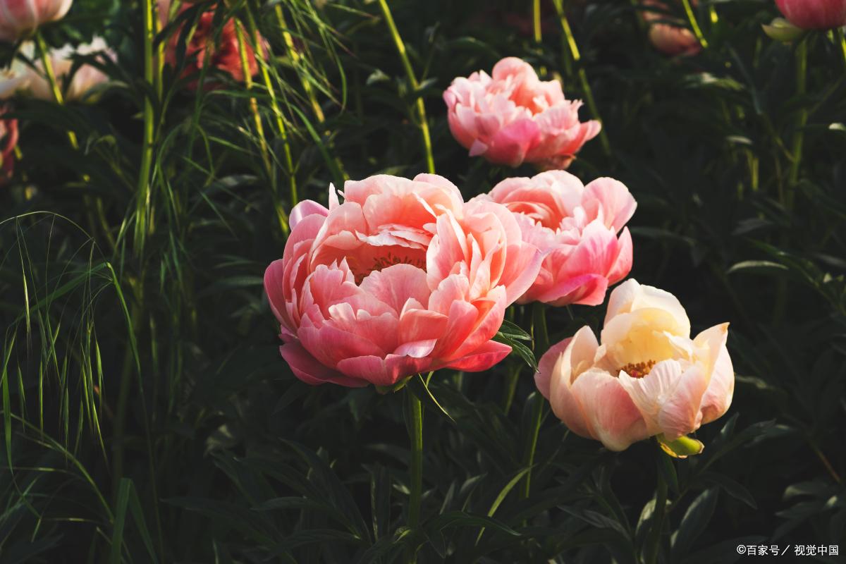 「中国牡丹海外传播史」欧洲人曾认为牡丹是传说中的植物并不存在