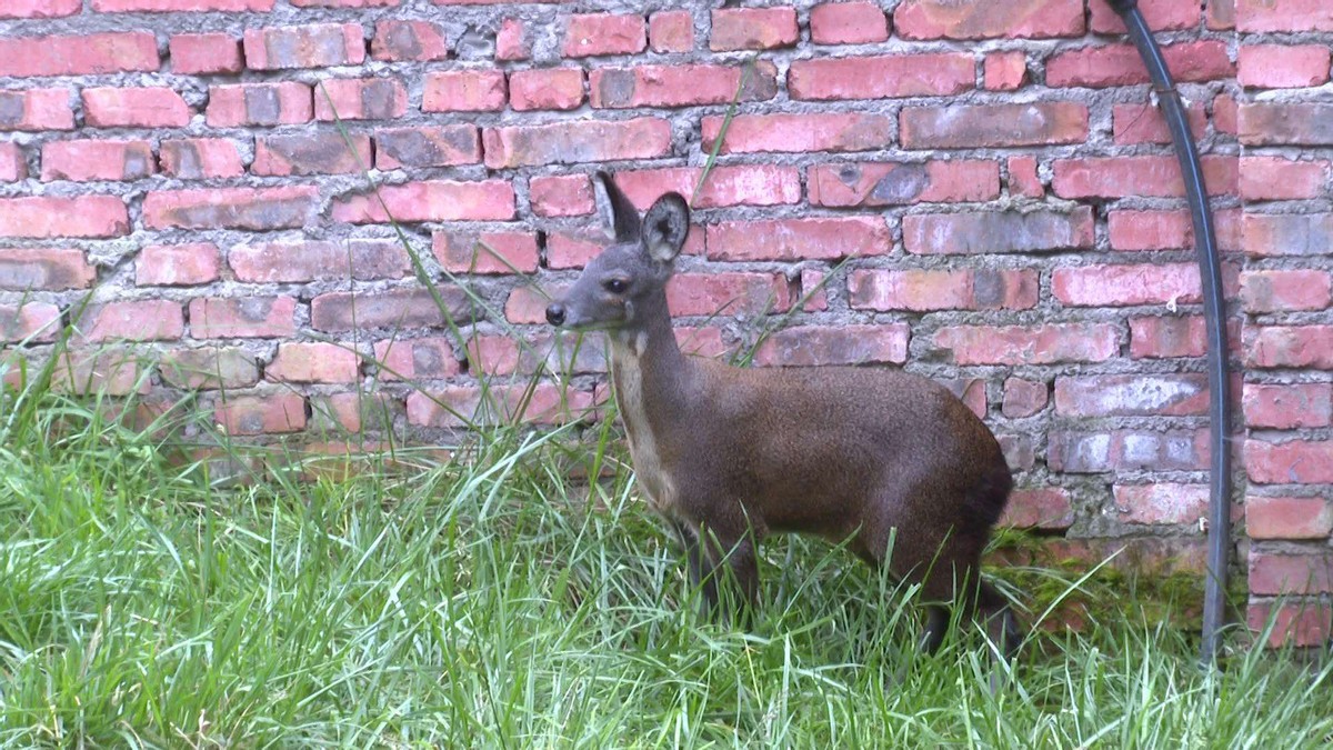 生吃蝌蚪有什么奇效,生吃蝌蚪有什么后果