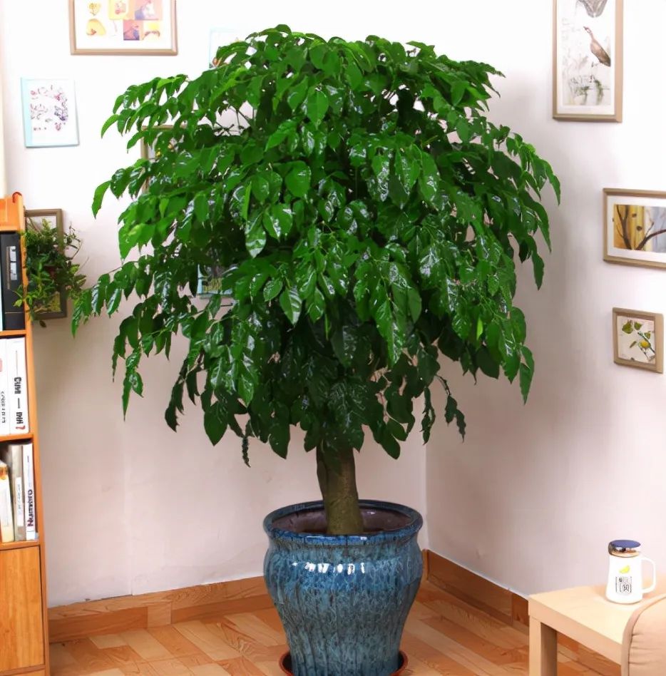 房屋左右前后种什么树最吉祥,大门两侧种什么树吉祥最旺风水