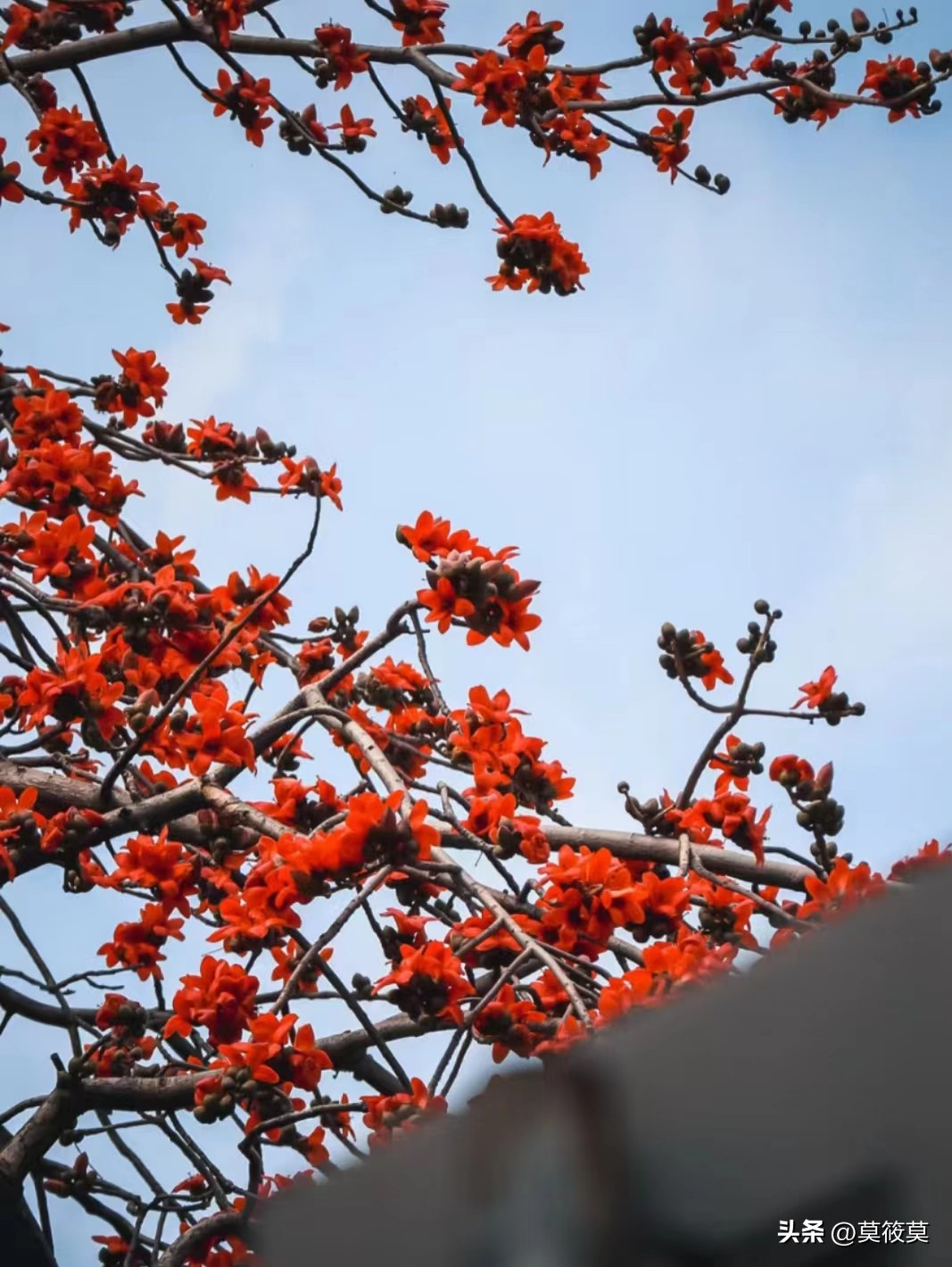 贵州省的省花叫什么名,贵州各个县的县花