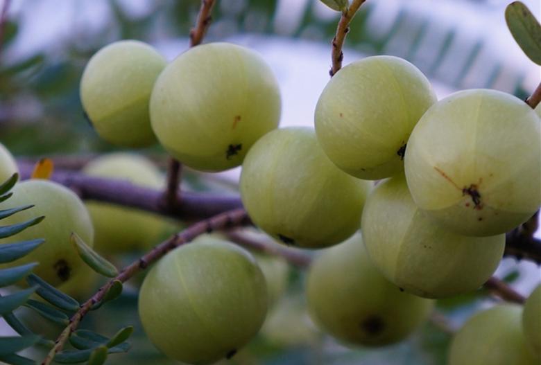 橄榄油好坏怎么辨别,橄榄油质量鉴别
