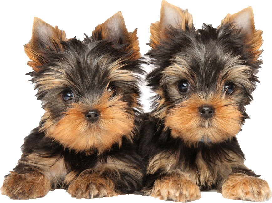 聪明的小犬种排名前十,世界上最可爱的七只小型犬