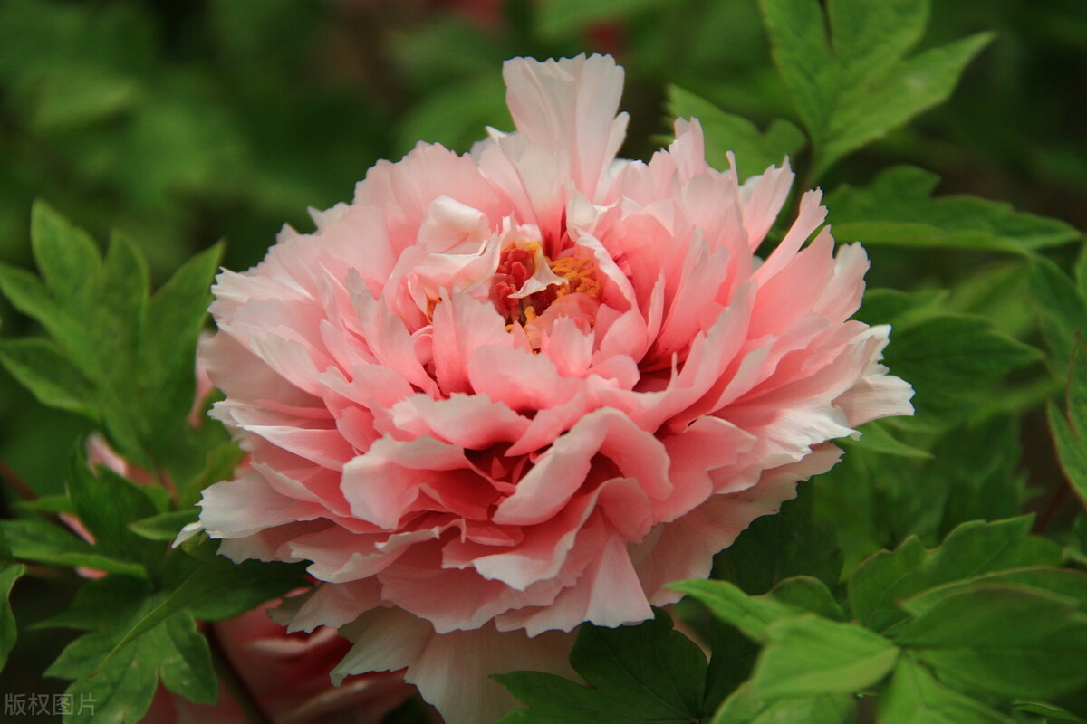花开时节动京城的牡丹真国色,唯有牡丹真国色花开富贵动京城