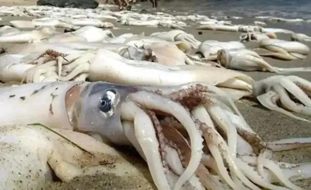 中国进口日本核污染产品,中国有进口日本核污染的鱼吗