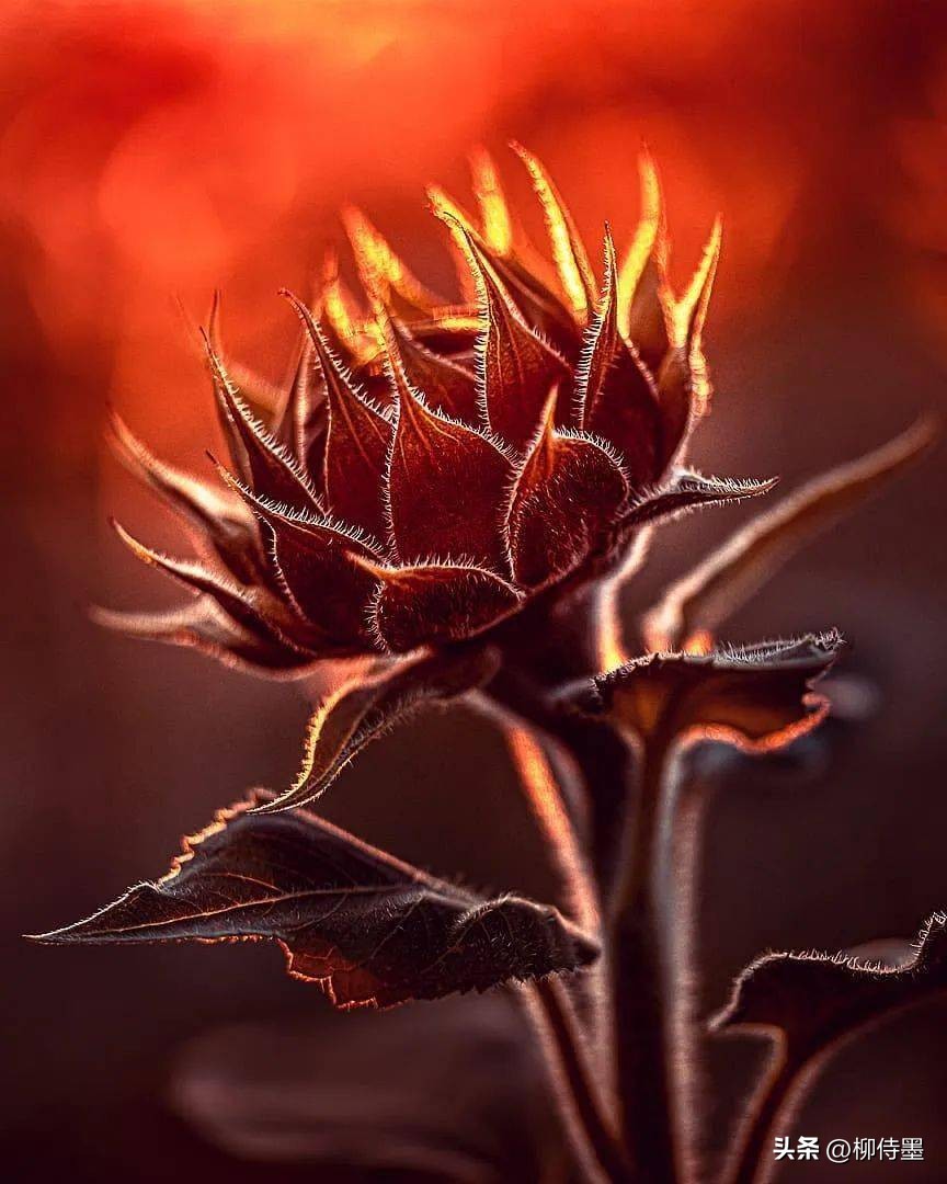 怎样用手机拍出向日葵好看的照片,向日葵怎样拍好看