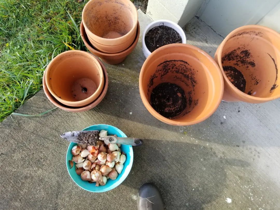 盆栽郁金香能反复开花吗,盆栽郁金香很难做到年年开花