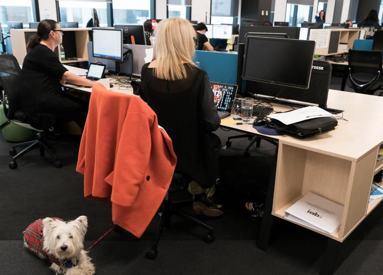 上海打工妹逆袭之路,上海姑娘移民新西兰