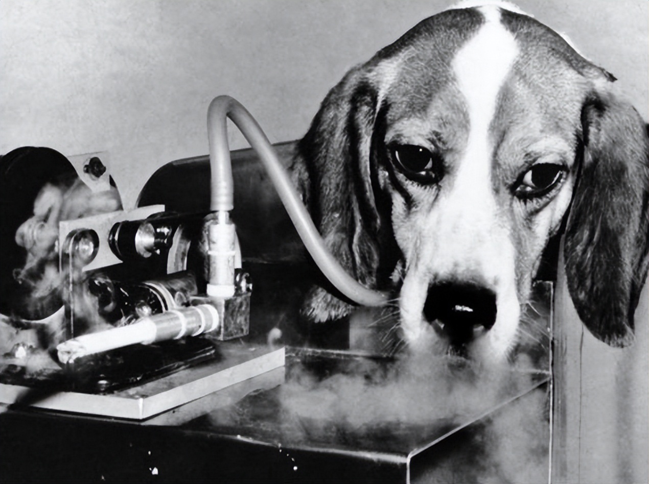 为证明吸烟无害，英国*草烟**公司用48只狗做实验：3年每天抽100根烟