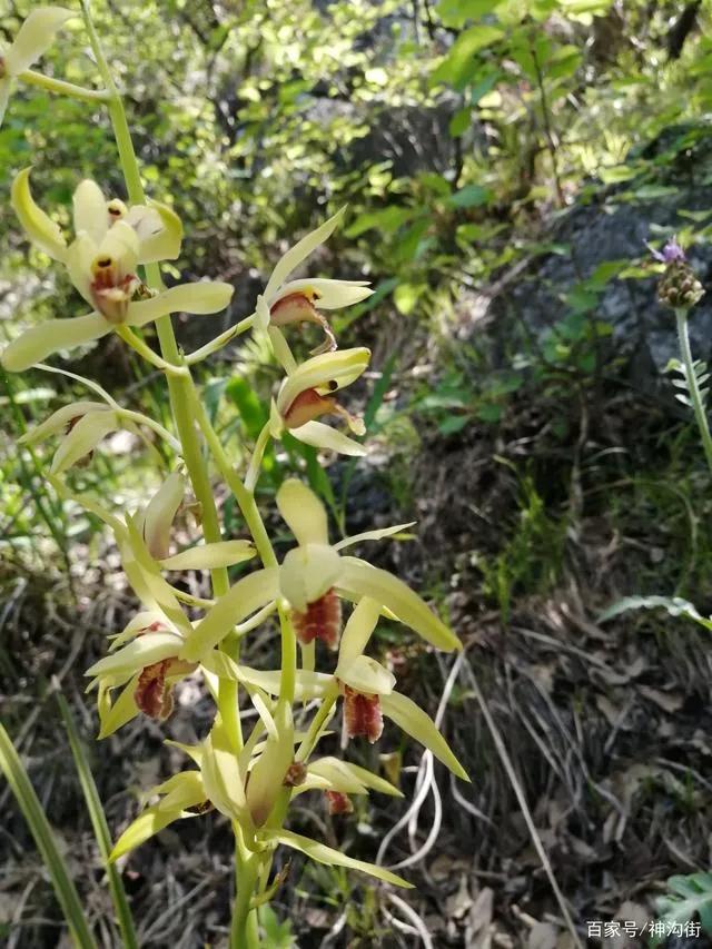 纯黄的兰花草一棵多少钱,兰花草真正贵的价格