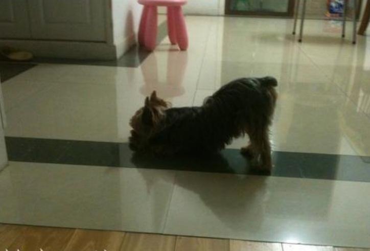 狗狗常见的十大疾病,狗狗三大疾病是哪三种