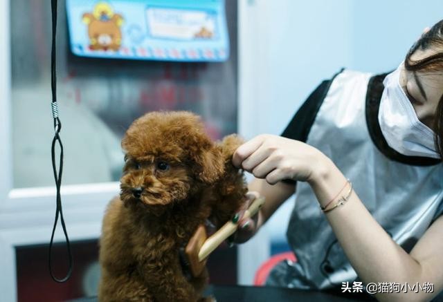 为什么宠物店那么坑,宠物店就是猫咪的地狱吗