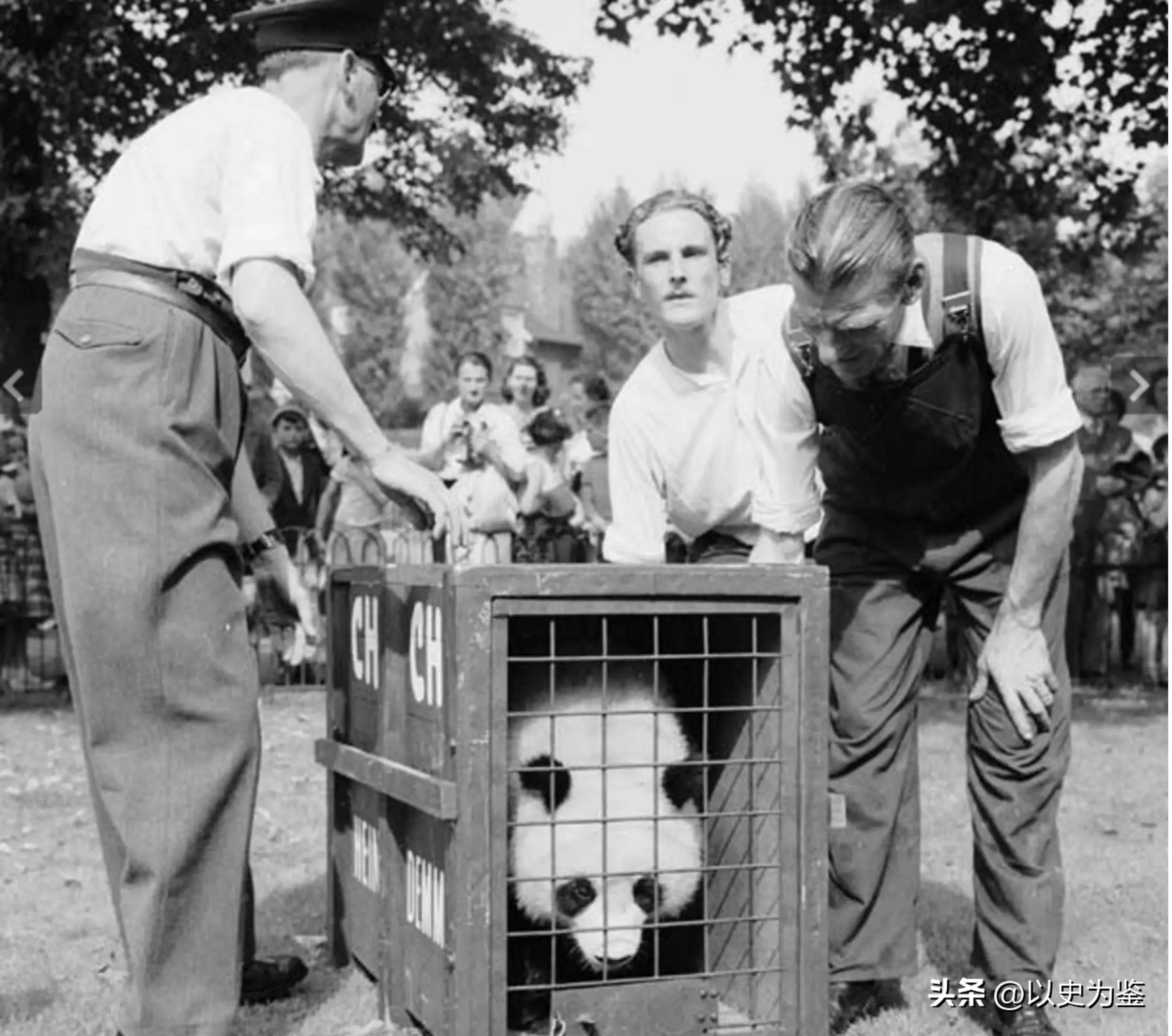 被偷的12只大熊猫,1939年被偷到英国的大熊猫