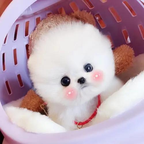 茶杯犬的来历很惨的不建议养,畸形约克夏梗茶杯犬