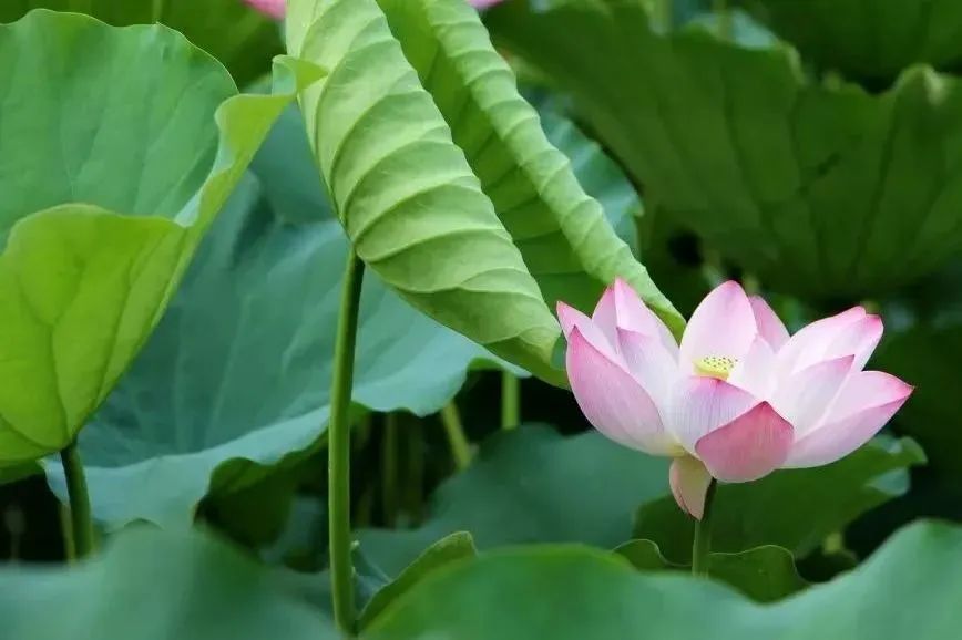 莆田荷花花海,莆田夏天哪里赏荷花