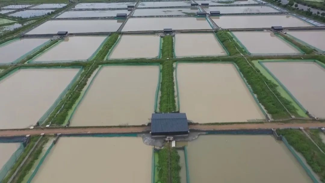 广东比较好的南丰甲鱼蛋营销策划,上海培育南丰甲鱼蛋大概价格多少