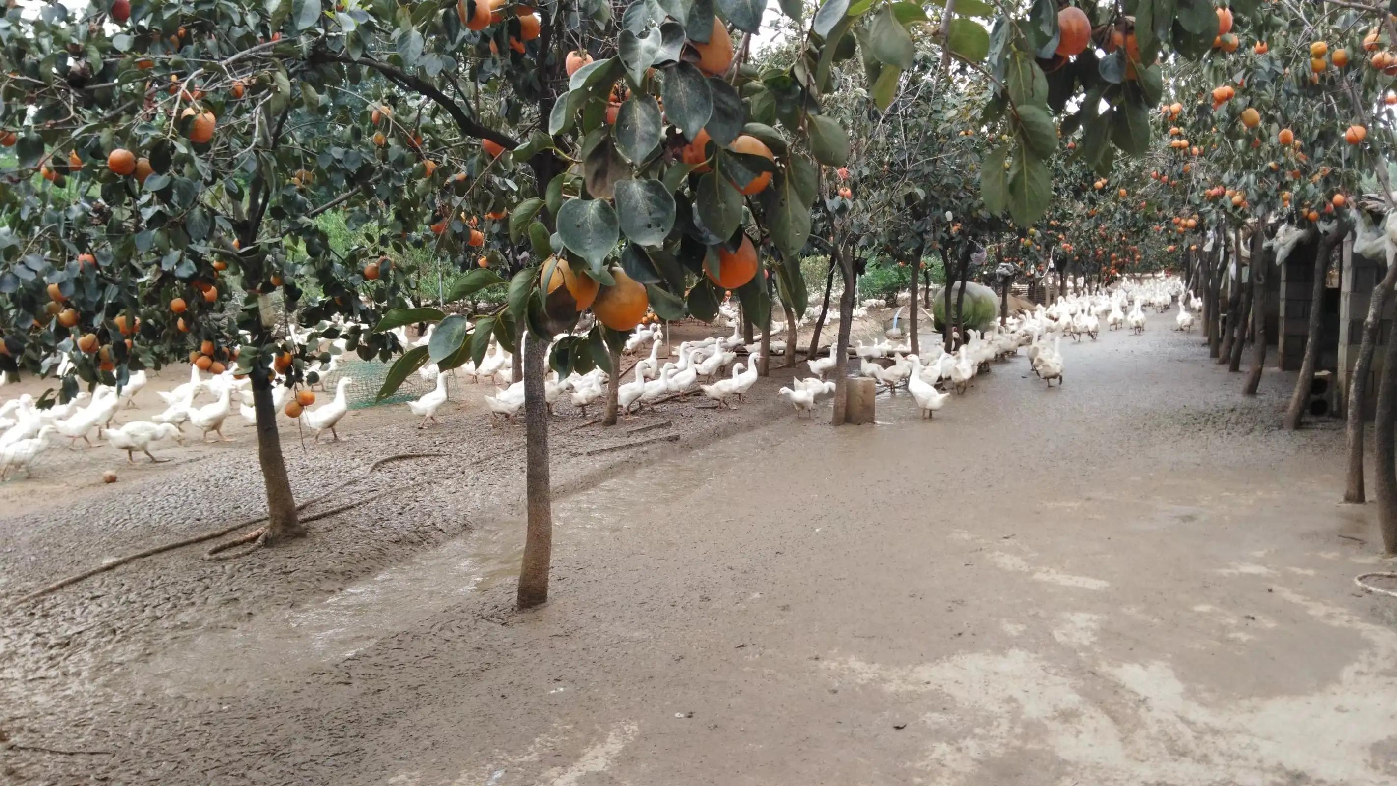 林下种草养鹅的实用技术,林下养鹅技术注意事项