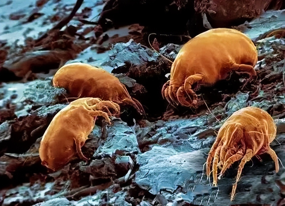 怎么对付螨虫的最好方法,如何正确的去处理螨虫