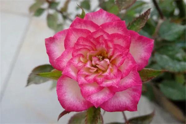 旋转木马和粉扇月季区别,月季旋转木马怎么养