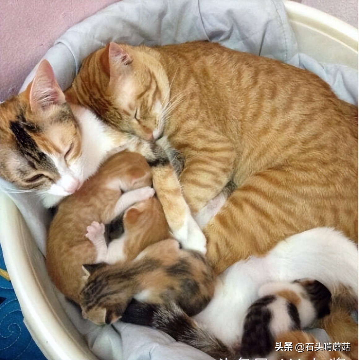 为什么猫生完宝宝还要挪窝,刚生育完的母猫总叫是什么原因