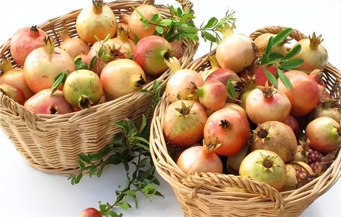 石榴苗怎么挑选,石榴会四季开花吗