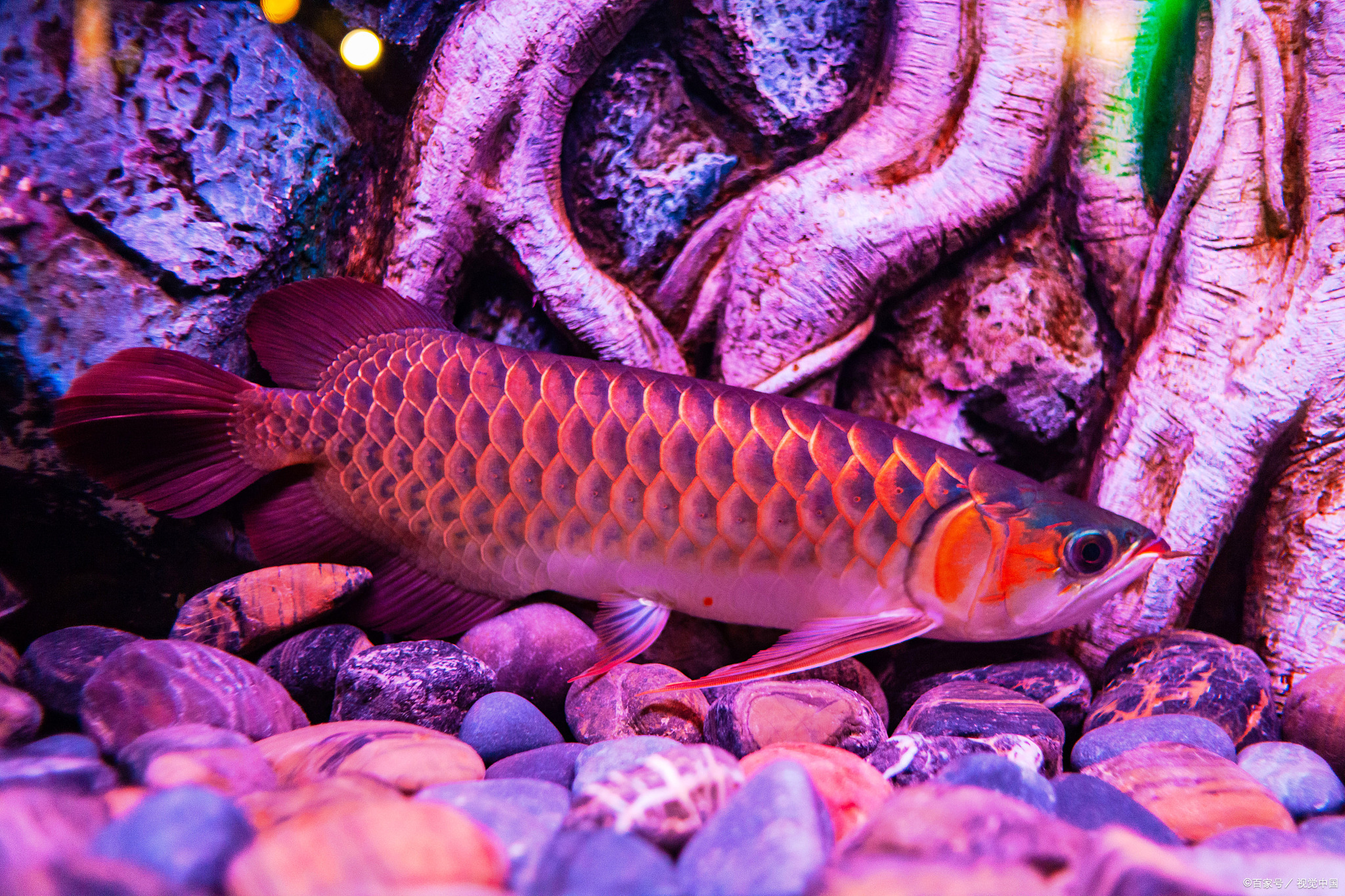 怎么防止龙鱼掉眼,如何预防龙鱼凸眼