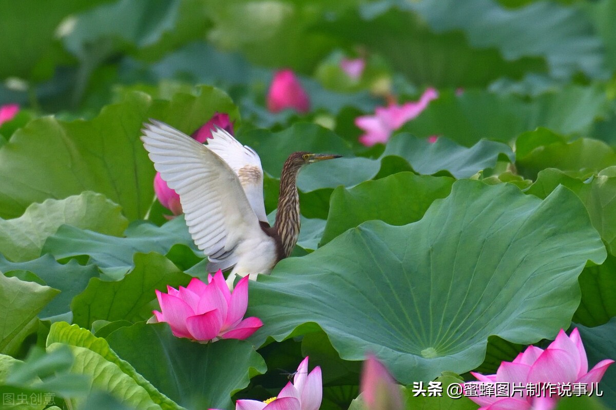 出淤泥而不染濯清涟而不妖深意,出淤泥而不染濯清涟而不妖相似词