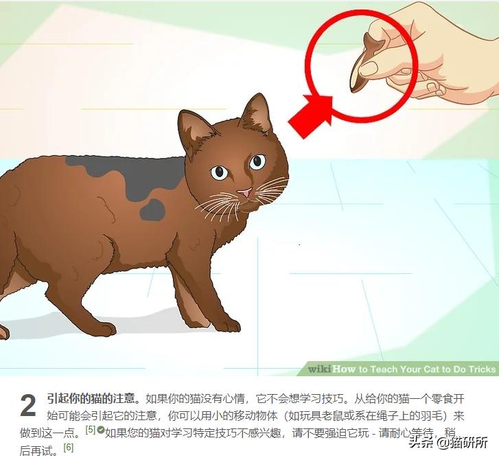 当你亲吻猫咪时它在想什么,情侣亲吻猫咪在想什么