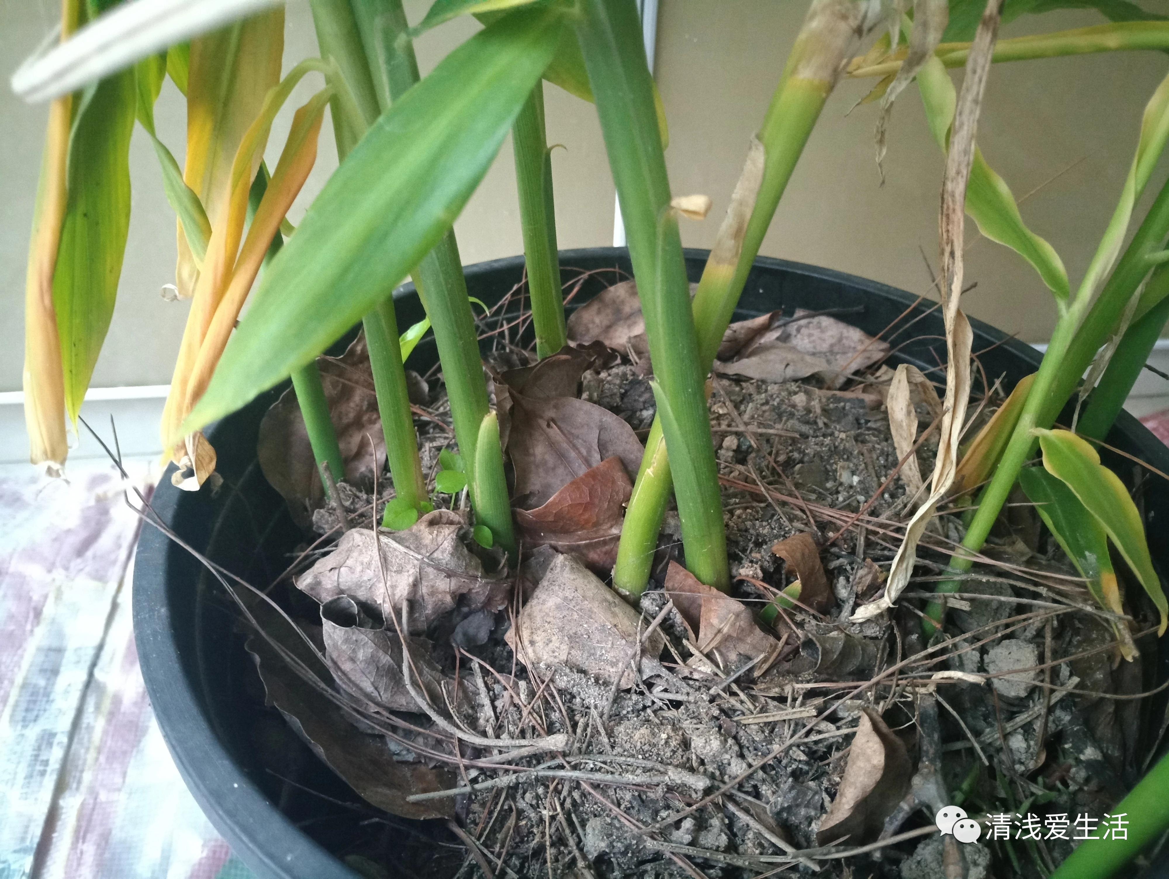 阳台种植生姜的最佳时间,家庭阳台种植生姜的方法与时间