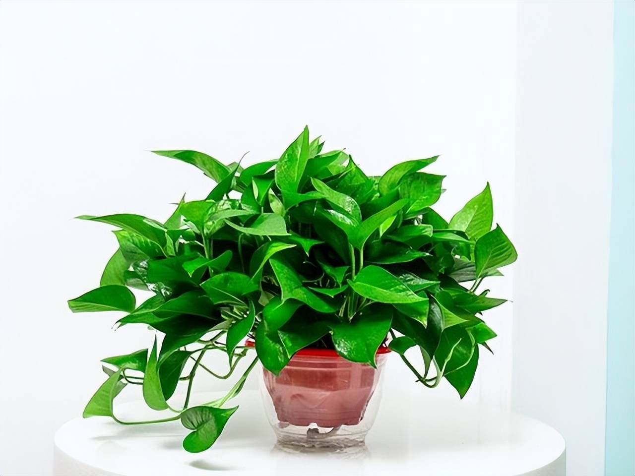 多肉绿植能吸甲醛吗,多肉植物能除甲醛么