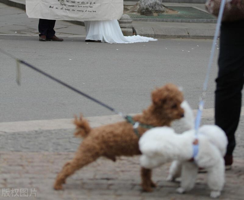 狗狗来姨妈吃什么,狗狗也有姨妈吗