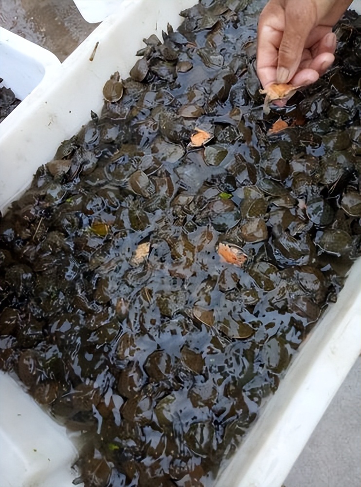 养殖哪个鳖种有前景,中华鳖养殖现状及未来发展