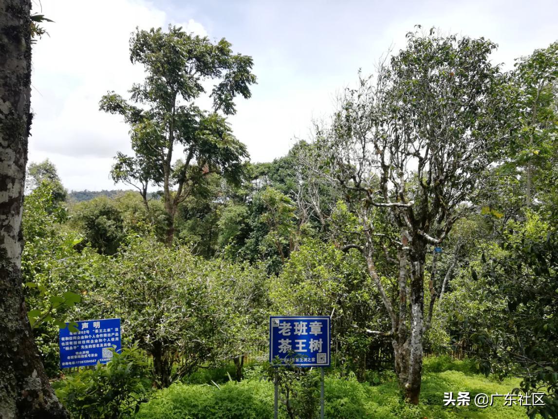 普洱茶品牌及代表作有哪些,最具收藏价值的普洱茶品牌排行榜