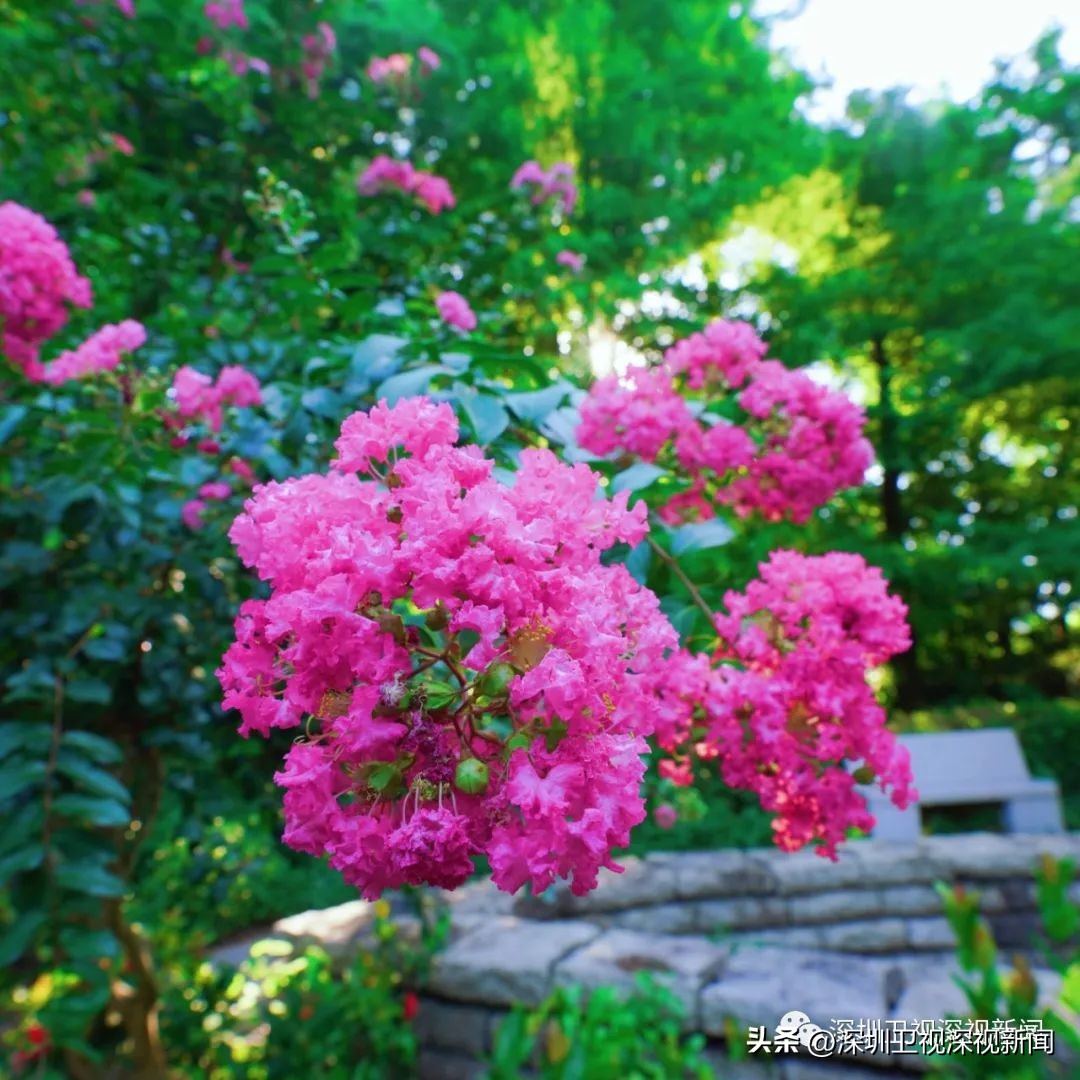 寻找深圳“夏紫薇”，邂逅全城盛开的浪漫
