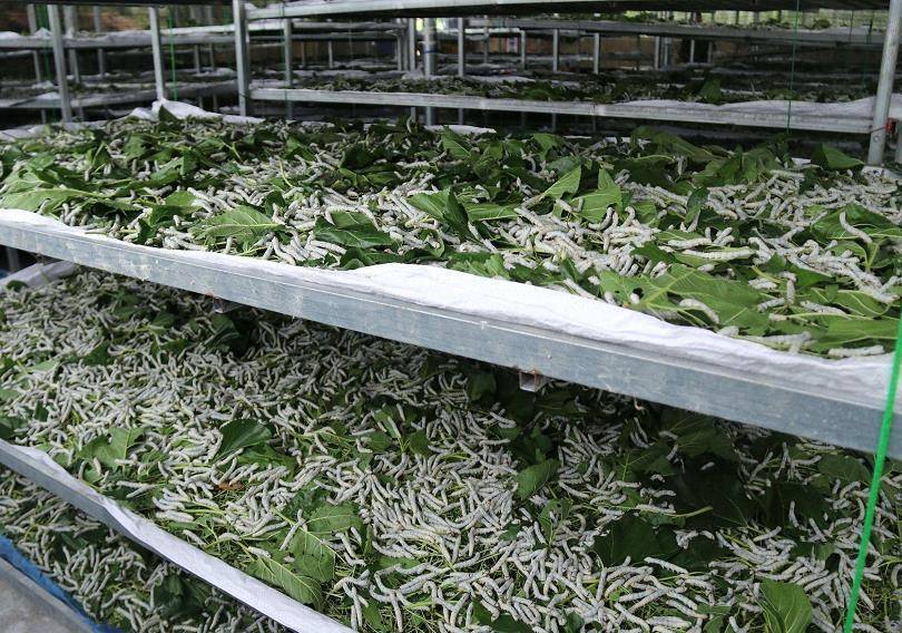 蚕用药益生菌有什么作用与功效,蚕增重增丝