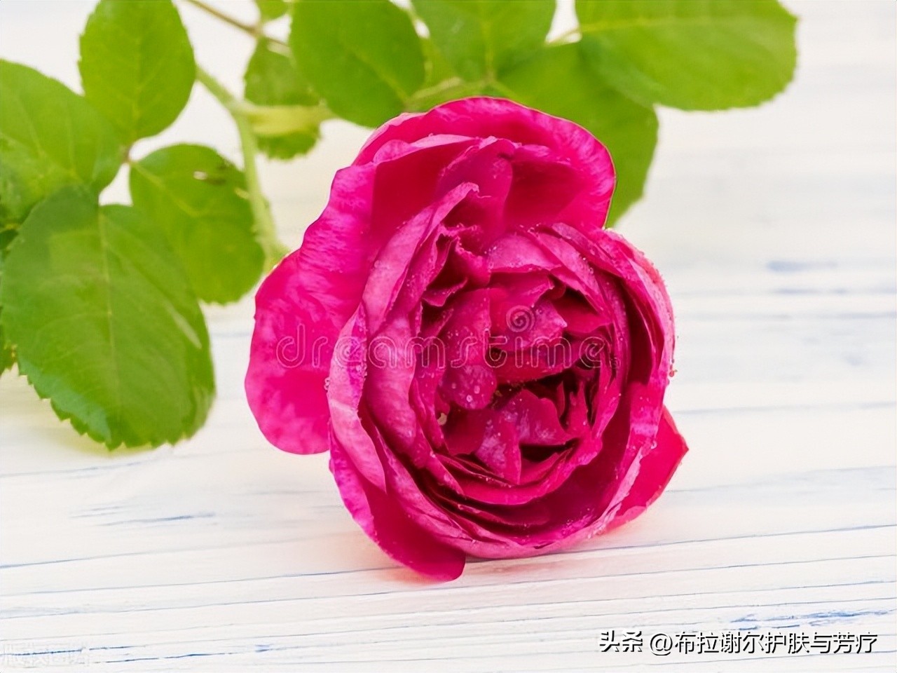 大马士革玫瑰代表意义,大马士革玫瑰味道好闻吗