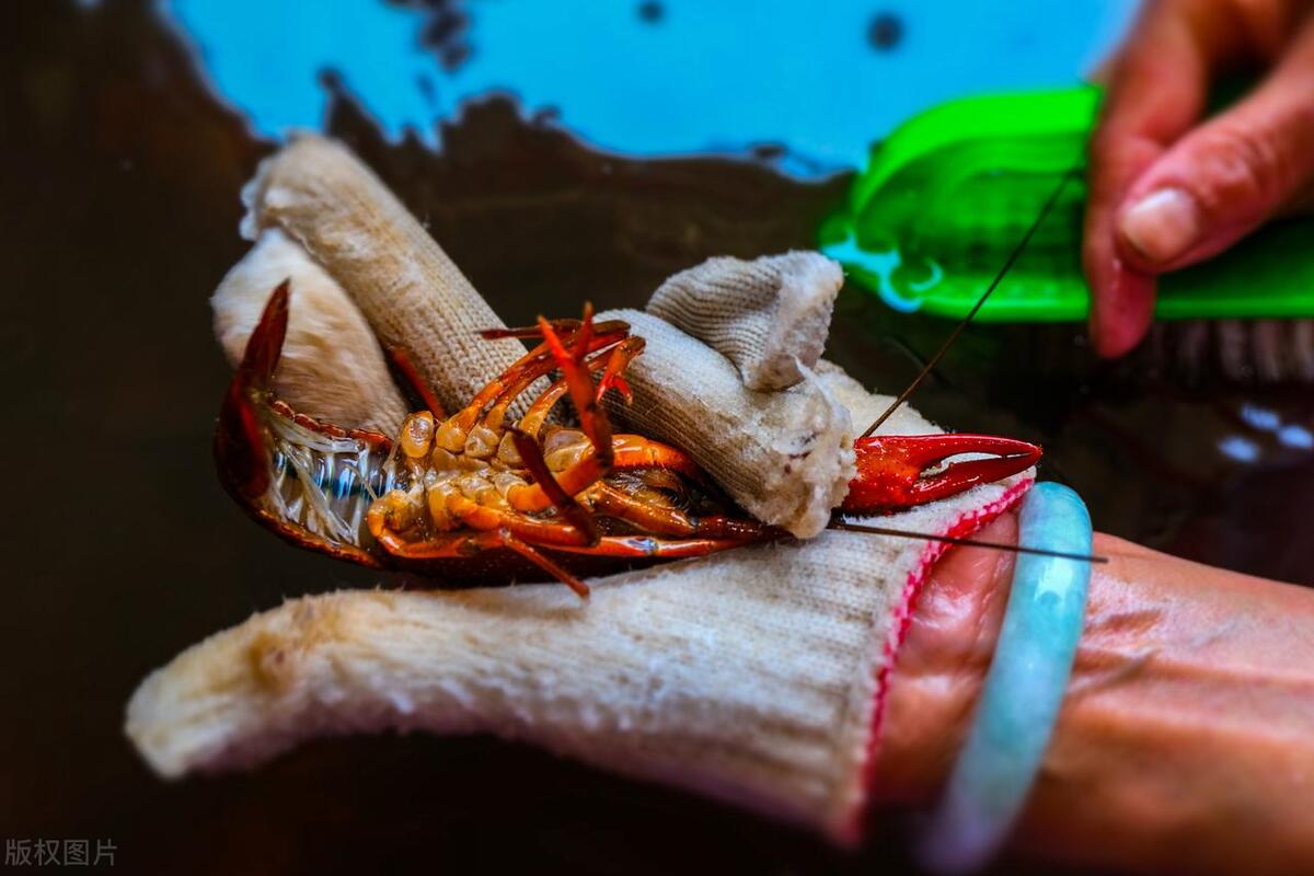 2023小龙虾价格走势图,2023年小龙虾价格行情如何