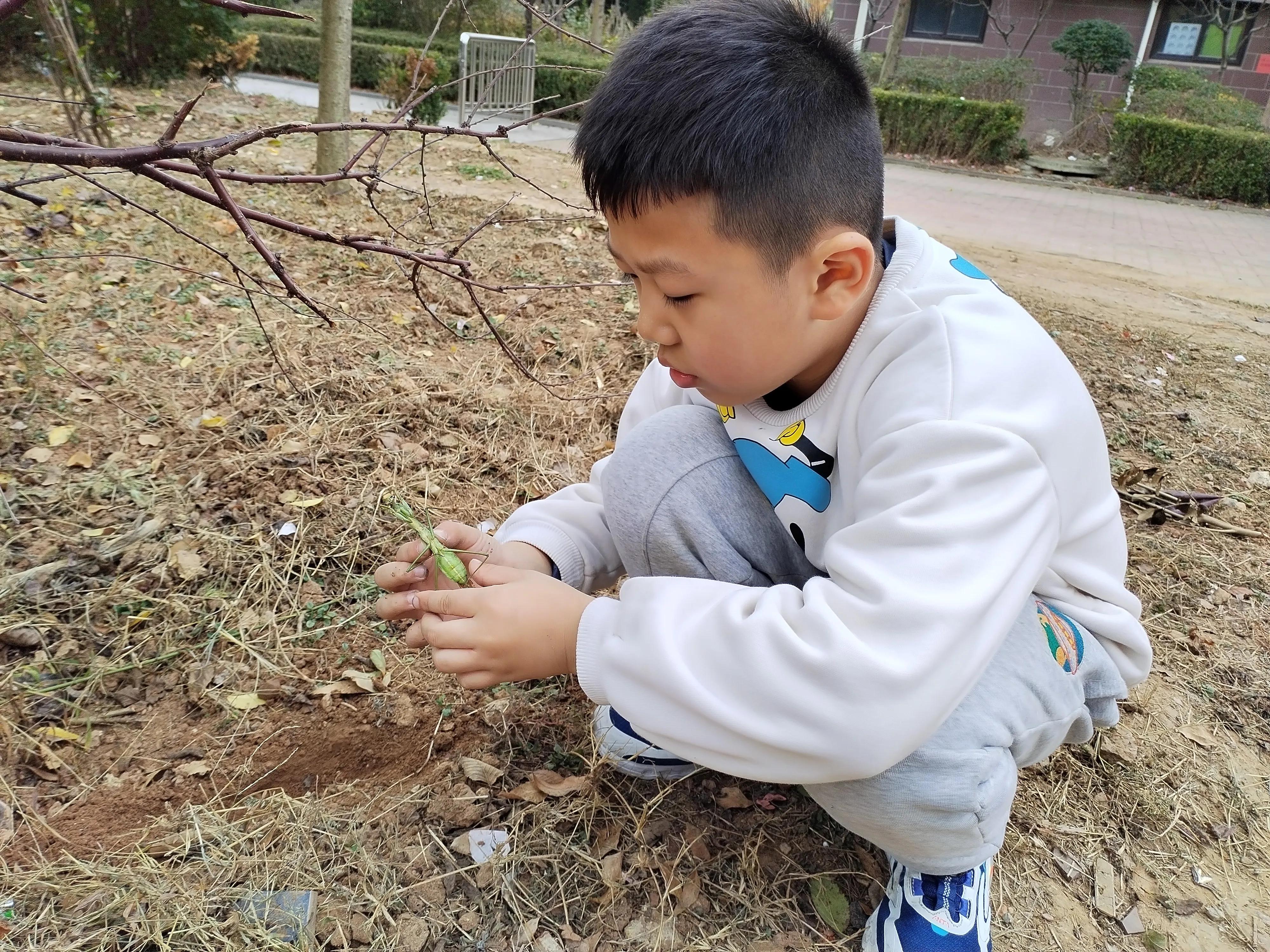 姥姥陪读：相伴二年级（43）|今天，与一只螳螂诀别